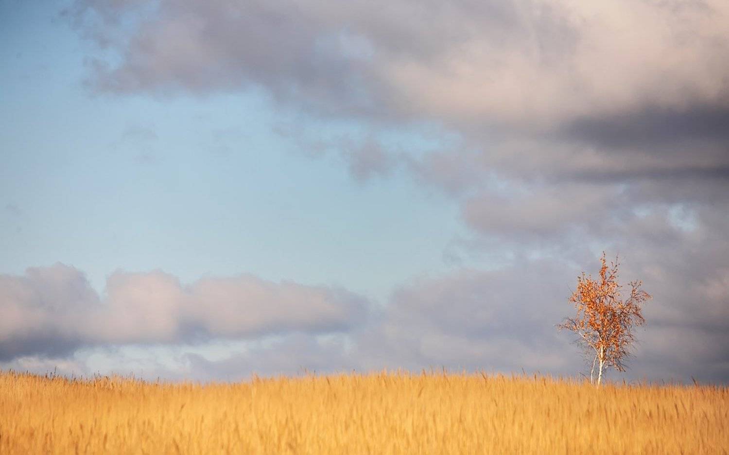 Березка в осеннем одеянии. Автор: Лопухов Сергей октябрь, поле, березки, тульские, просторы, 100-300мм, Лопухов Сергей