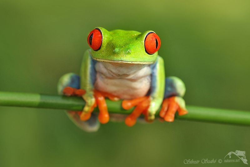 agalichnis callidrias Agalichnis callidriasphoto preview