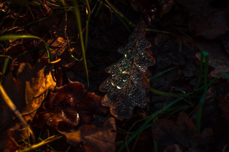 никон,россия,фотографмариямальгинаволкова,nikon,,russia,maryrush,bymaryrush, photomaryrush light and dropphoto preview