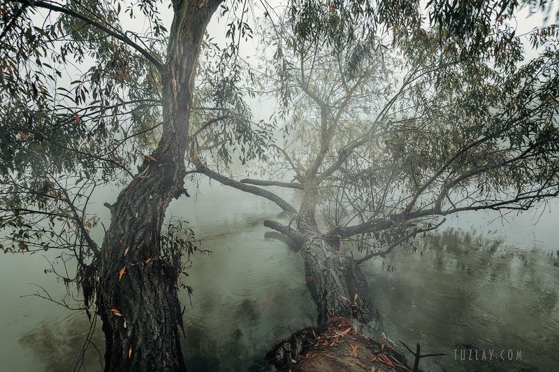 кубань, ноябрь, кубанские туманы, таманский полуостров, темрюк Про ноябрьские туманы #2photo preview