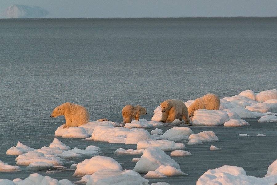 чукотка арктика кожевников медведь морской белый полярный умка  игры, Максим Деминов