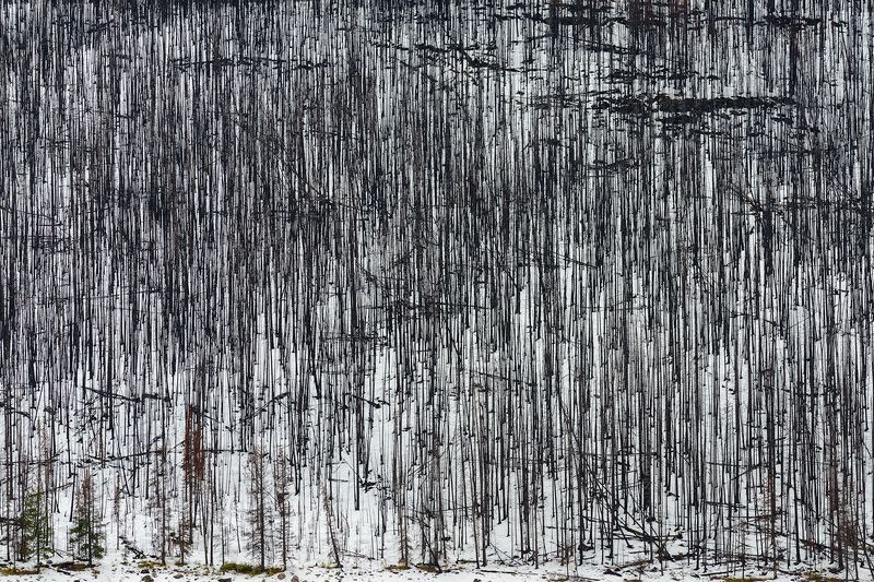 Канада, Скалистые горы, Джаспер, лес Мёртвый лесphoto preview