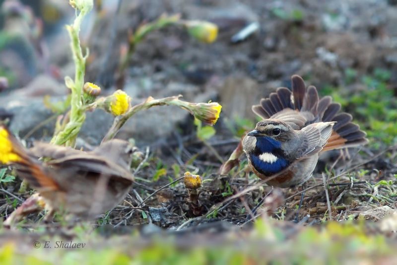 birds,bluethroat,luscinia svecica,варакушка,птица,птицы Отраженье .photo preview