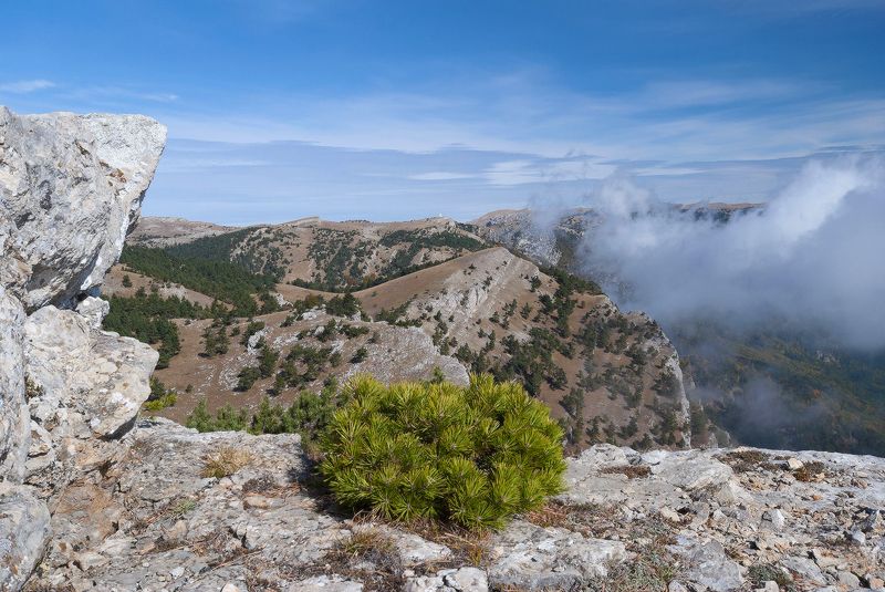 Крымский бонсай.....photo preview