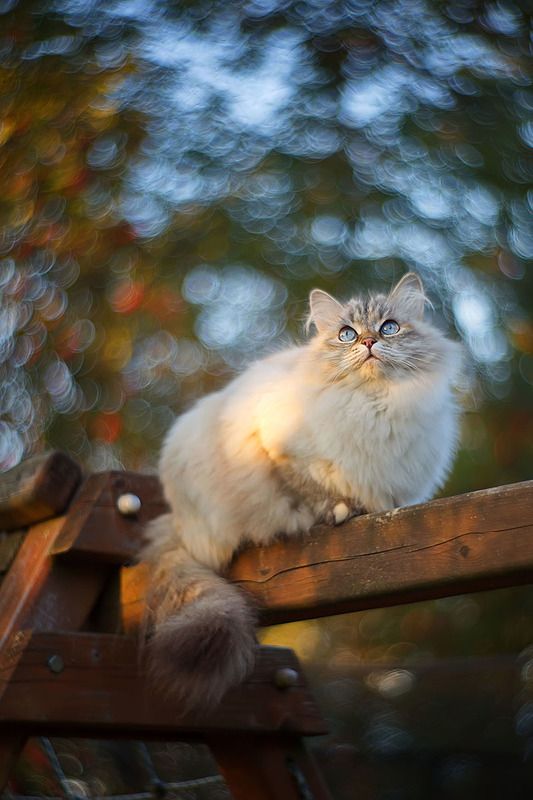 кот, кошка, животные, боке, петцваль Сентябрьское бокеphoto preview