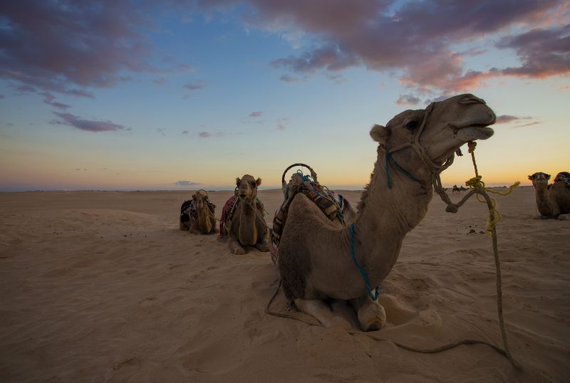 тунис, дуз, сахара, закат, верблюд На закатеphoto preview