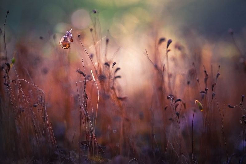 Где то во мхахphoto preview