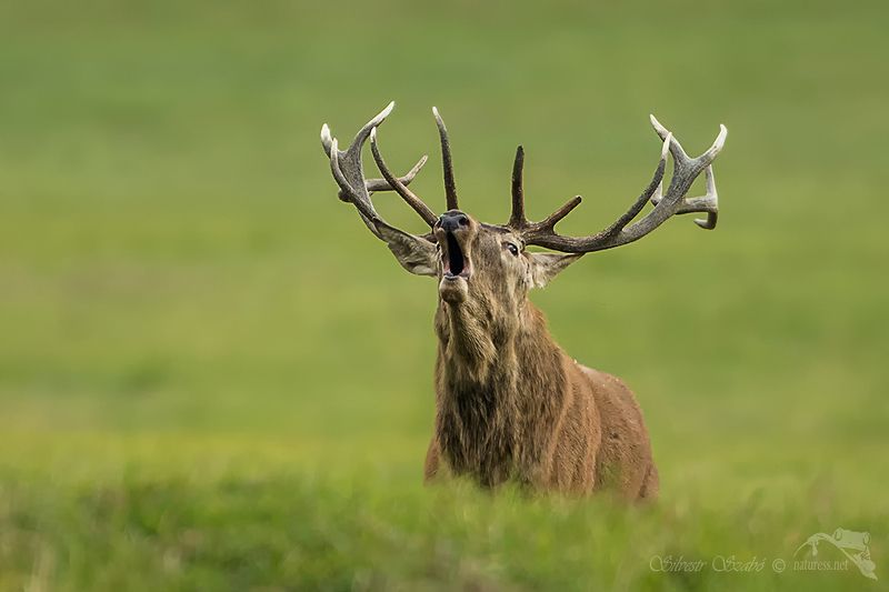 jelen  jelenphoto preview