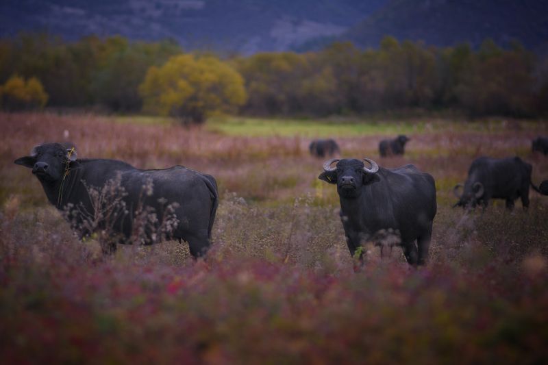 буйвол, природа, осень, болгария, Буйволыphoto preview