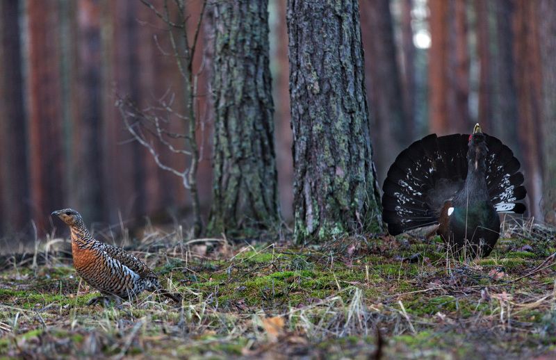 Глухари Песня о любви.photo preview