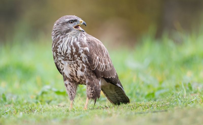 Bird of Prey photo preview