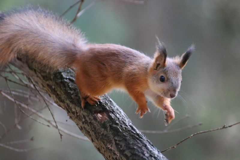 лес белка осень Прыгунчикphoto preview