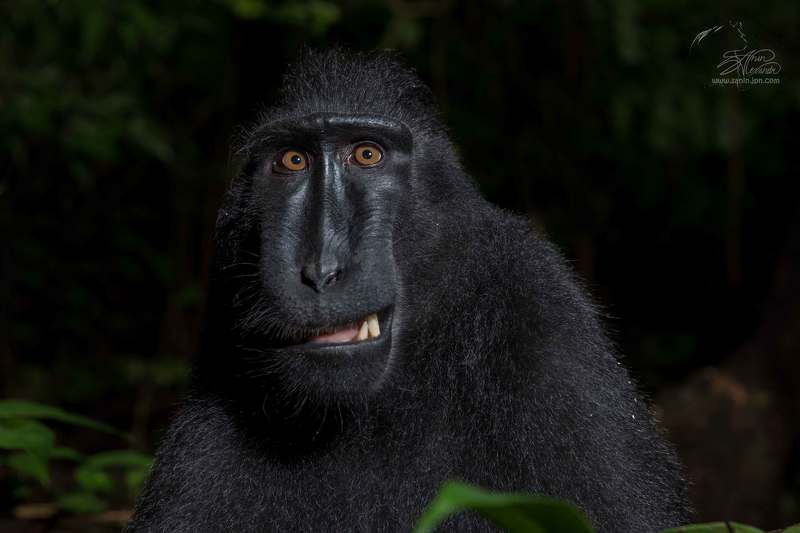 Чёрные хохлатые макакиphoto preview