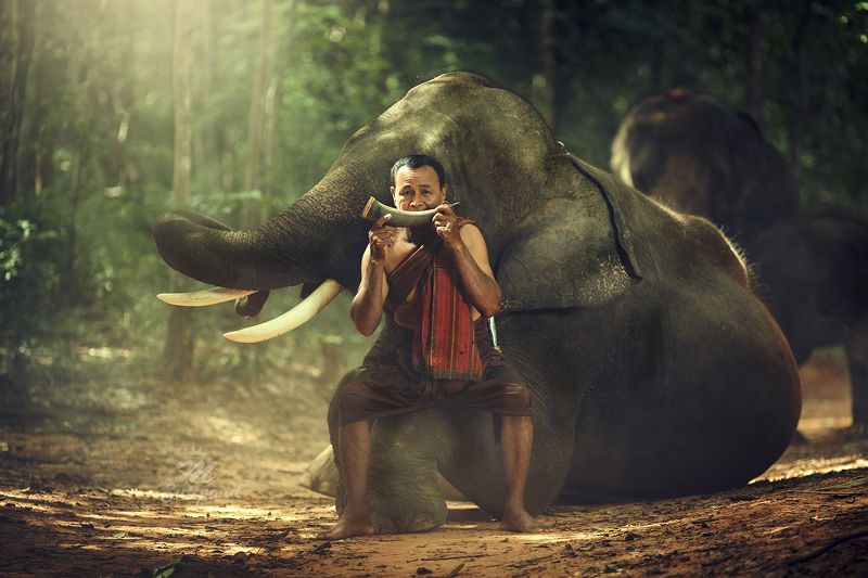 elephant,Portrait,man,Thailand,Thailandonly, Big Friendsphoto preview