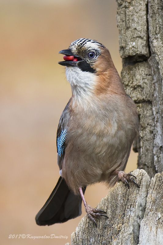 Сойкаphoto preview