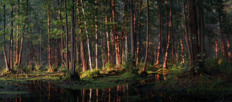 болото, вечер, сосны, дымка В вечерних лучахphoto preview