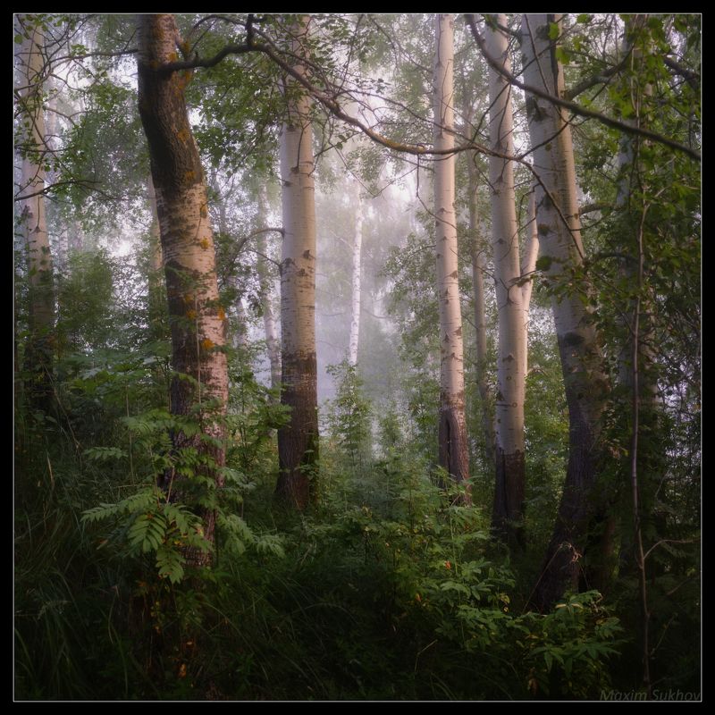 осины, утро, туман, клязьма В компании осинphoto preview