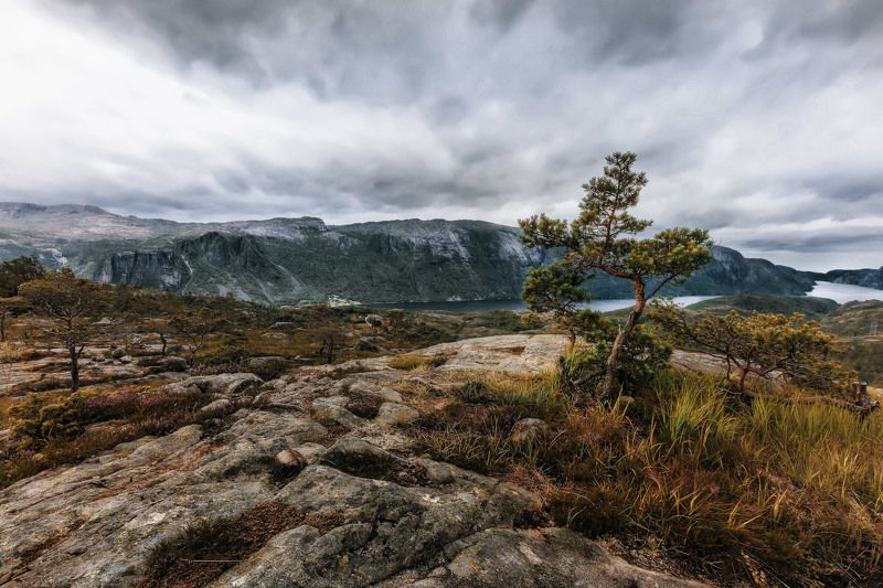 горы, фьорд, дерево, трава, небо, облака Хмурое небо и дерево.photo preview