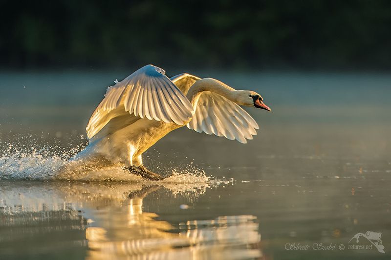 Cygnus Cygnusphoto preview