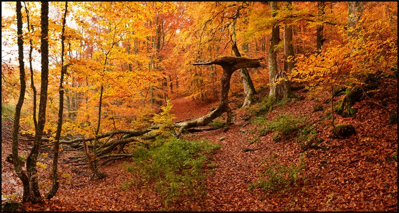 Золотая осеньphoto preview