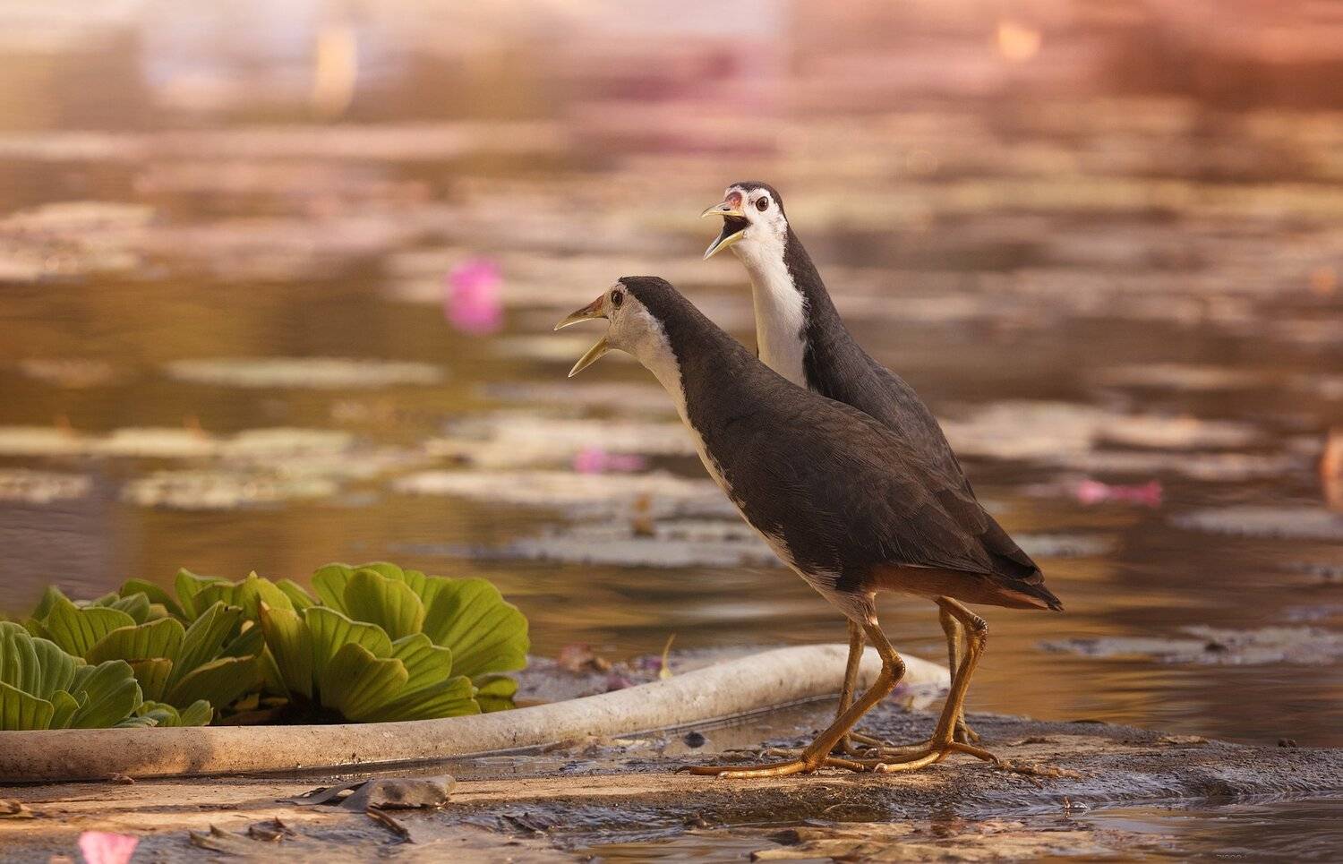 природа, животные, птицы, индонезия, Дмитрий Посевич