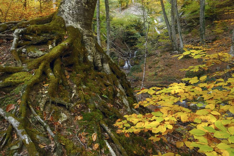 крым crimea черное море утро джур-джур солнечногорское водопад ручей осень улу-узень Лапы великановphoto preview