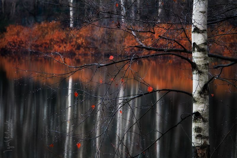 ноябрь, осень, берёза, отражение Ноябрьphoto preview