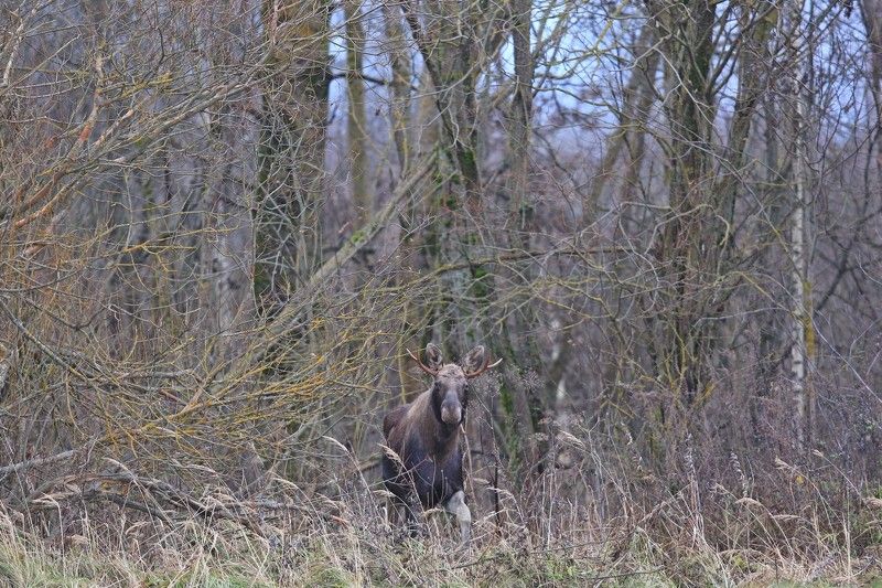 Лосьphoto preview