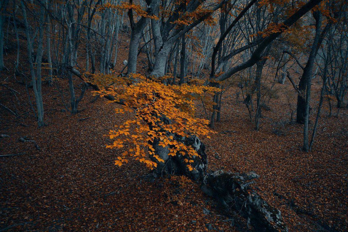 , Олег Логунов