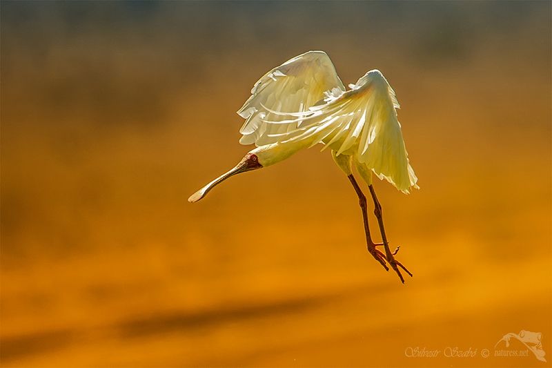 ibis přistávaní kolpíkphoto preview