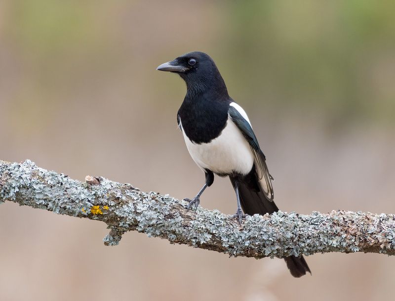 сорока сорокаphoto preview