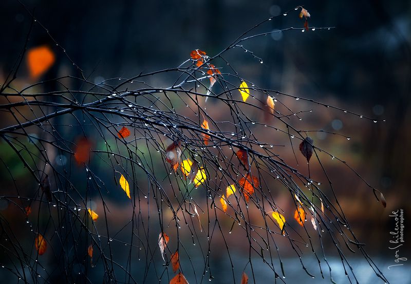 осень, ноябрь, листья, краски Конфетти ноябряphoto preview