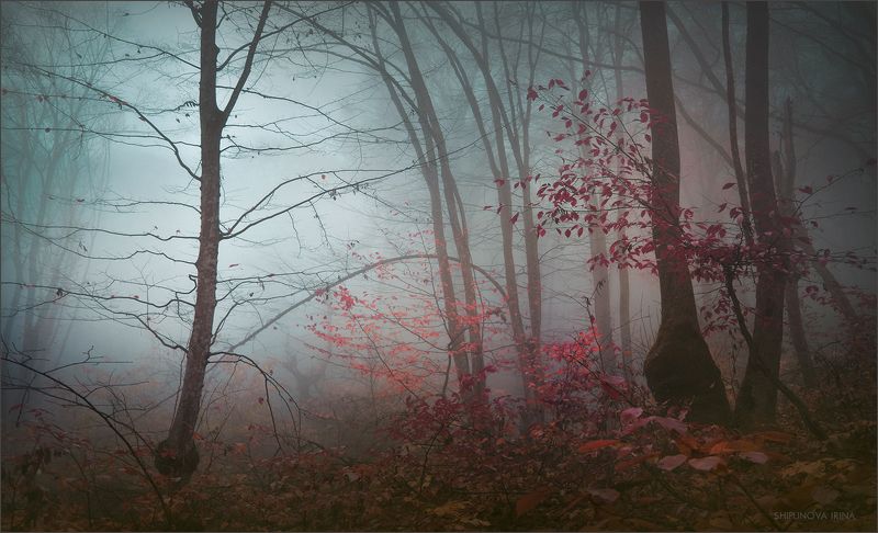 Поэзия осеннего лесаphoto preview