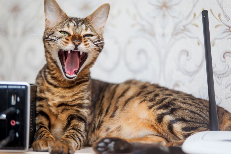 mr.filler :)photo preview