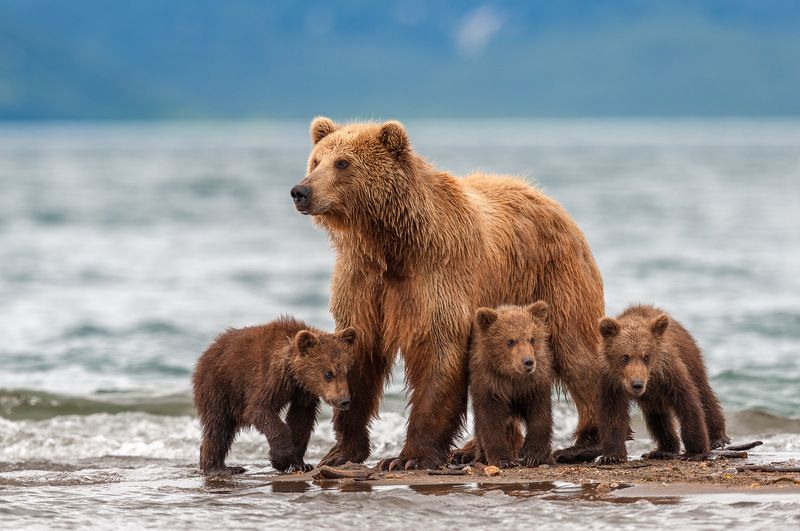 #bear #kamchatka #wildlife #wildlifephotography #wildnature #nikon #outdoors #animal #nature  #naturelovers #bearphoto  #cubs Во все глазаphoto preview
