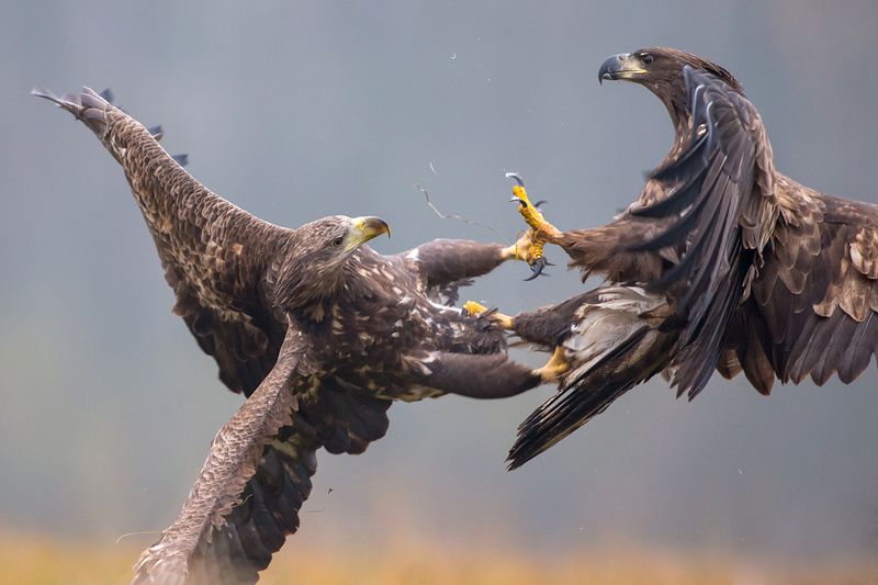 Fight IIphoto preview