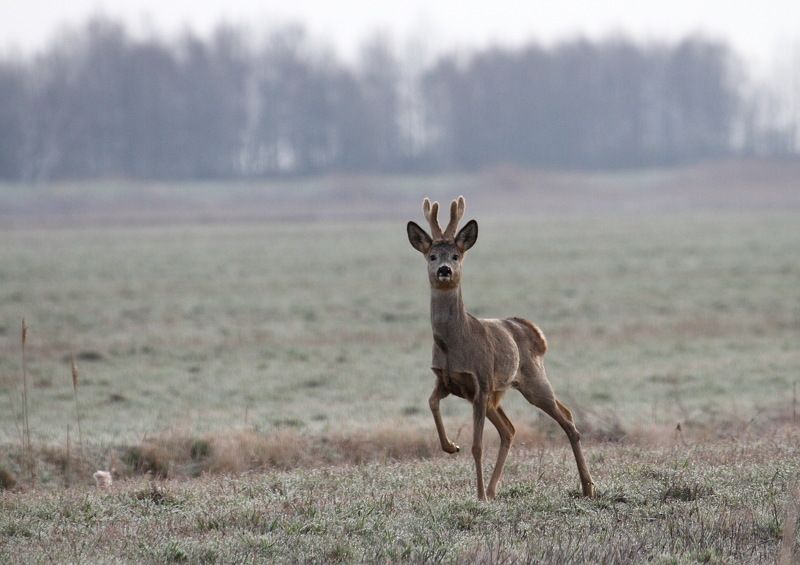 Фотоохотаphoto preview