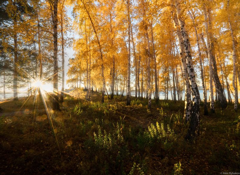 осень, лес, березы, лучи, Осень Юэного Уралаphoto preview