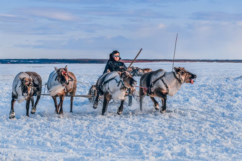 ямал , олени, природа, салехард , гонки, ямал , народы севера, «Края оленьих троп» фото превью