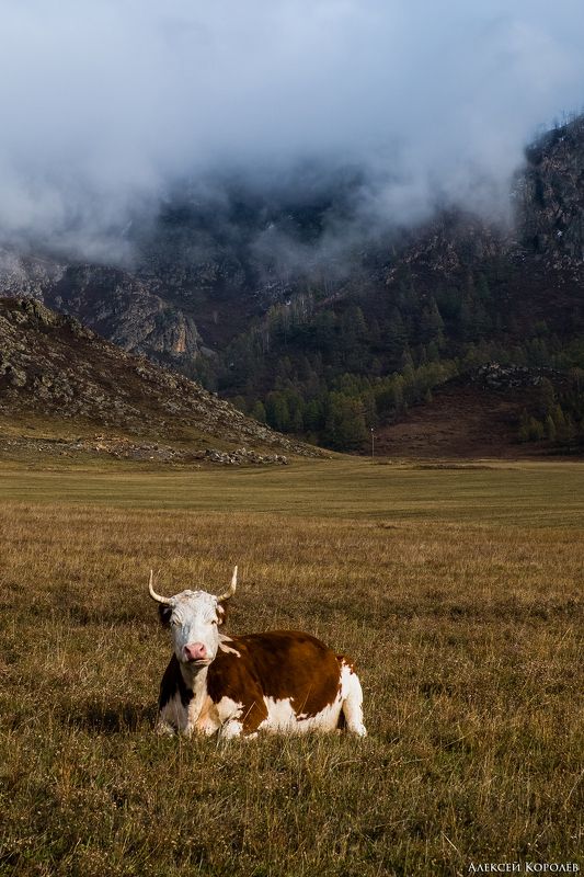 алтай, сибирь, россия, осень, природа, степь, горы, корова, животные, altai, siberia, russia, autumn, nature, steppe, mountains, cow, animals На горном пастбищеphoto preview