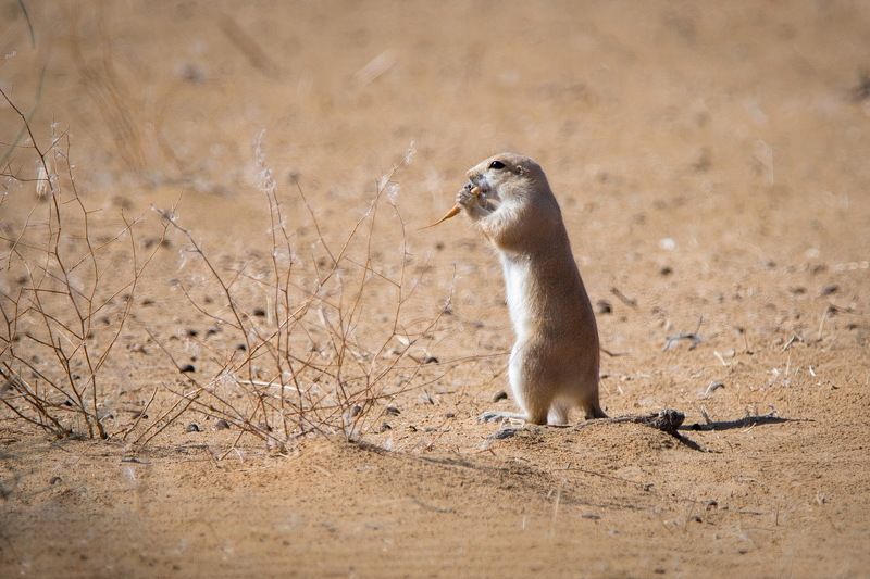 Вкусный корешокphoto preview