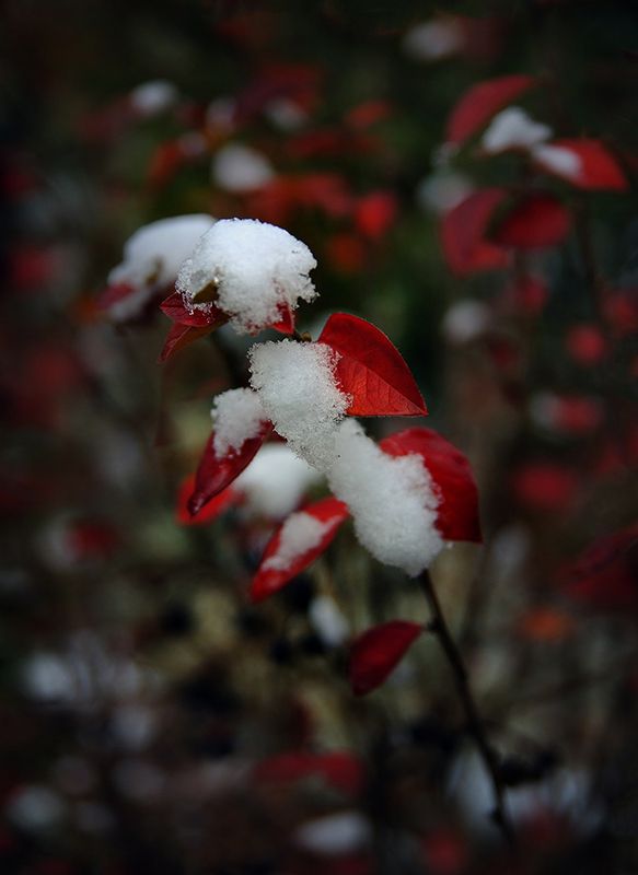 8 осенних) фото превью
