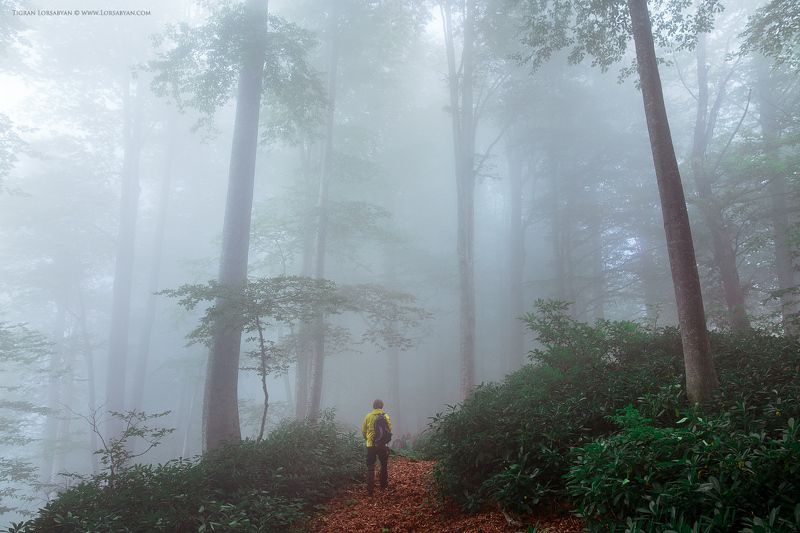 Georgian Junglesphoto preview