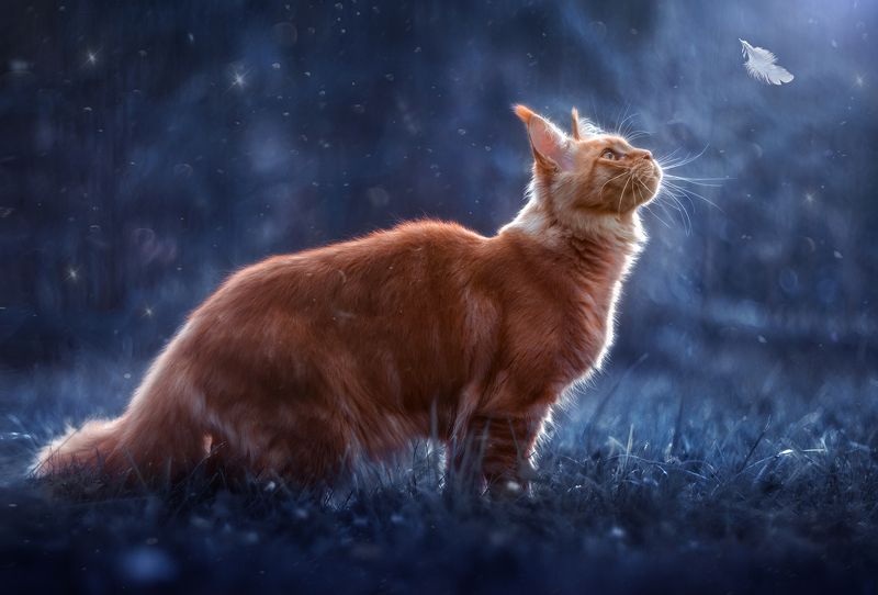 кошка, мейн-кун, рыжая, лето, ночь, сад Волшебная ночьphoto preview