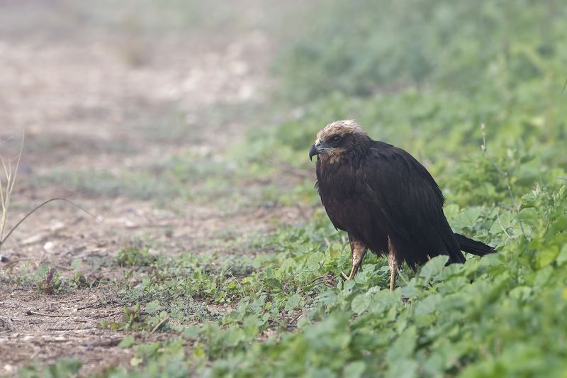 bird, harrier, qatar, fog, nikon I feel cold (Marsh harrier in Fog)photo preview