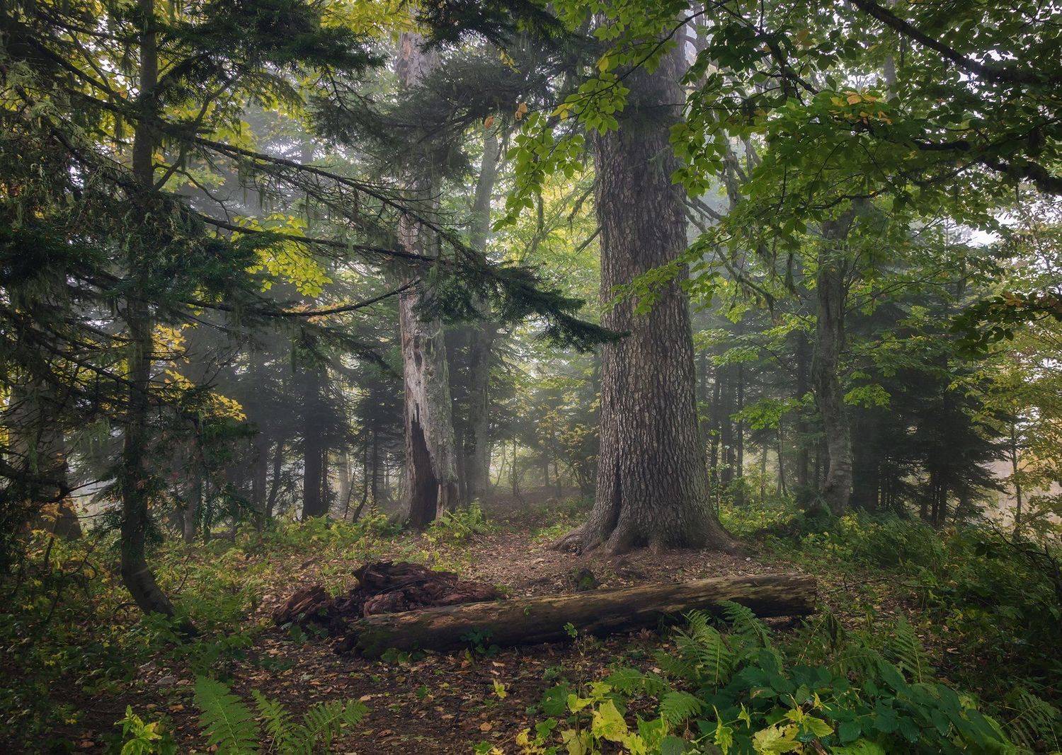 В лесу Гузерипля. Автор: Александр Хорошилов лес, туман, гузерипль, природа, осень,, Александр Хорошилов