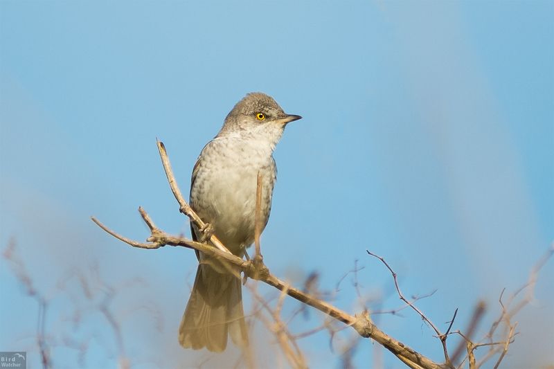 birds, Sylvia nisoria, daylight, Nature, bird Sylvia nisoriaphoto preview