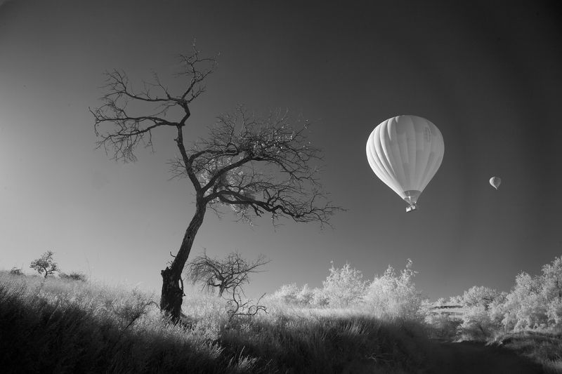 Олег_Грачёв, фотограф, чб, воздушный, шар, дерево, путешествие, полёт,Oleg_Grachev, travel, photographer, Воздушный шар.photo preview