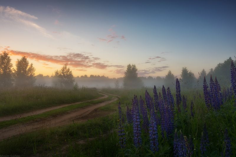 люпины, утро, туман, дорога, рассвет И созерцал люпин рассветphoto preview