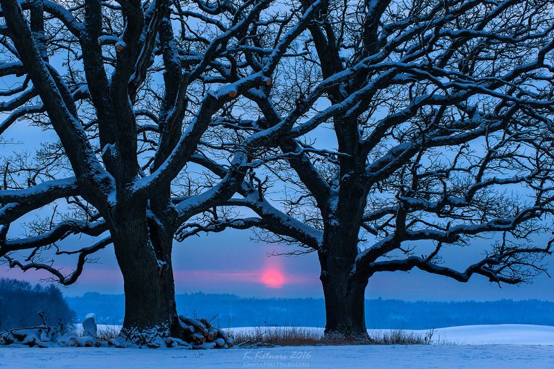 snow oak tree blue white winter sky clouds latvia landscape field sun sunset cold The Old Brothersphoto preview